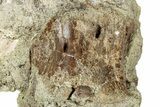 Cretaceous Dinosaur Vertebra in Sandstone - Montana #313419-1